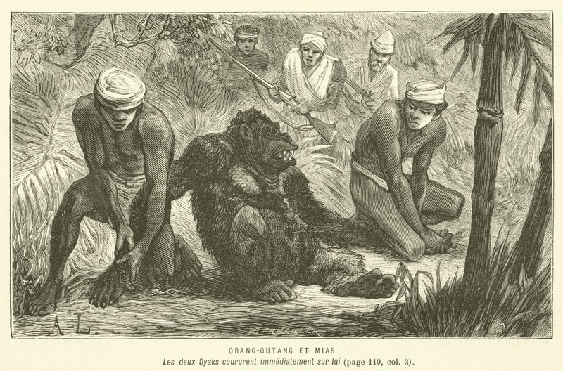 Orang-Outang Et Mias (gravyr) av French School