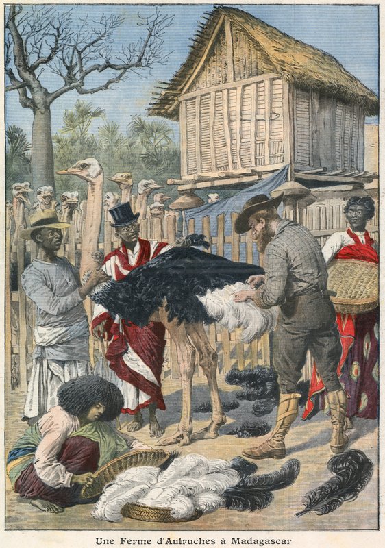Strutsfarm på Madagaskar av French School