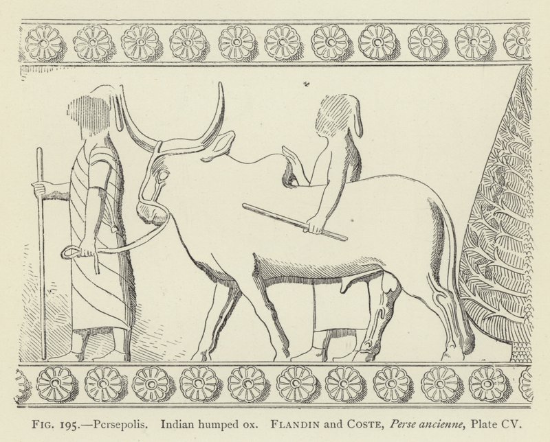 Persepolis, indisk puckeloxe av French School