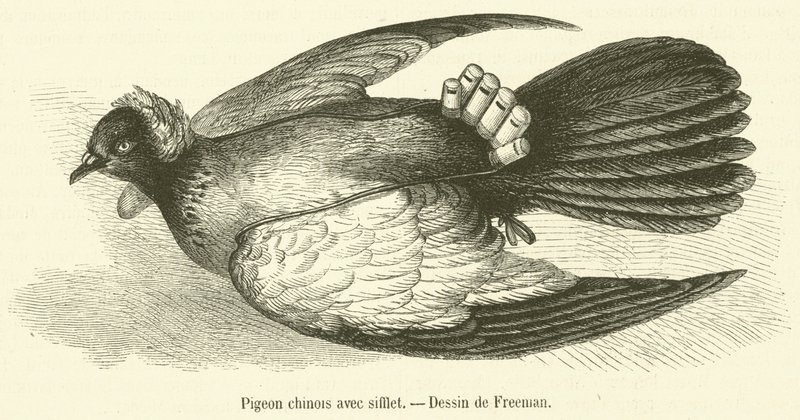 Kinesisk duva med visselpipa (gravyr) av French School