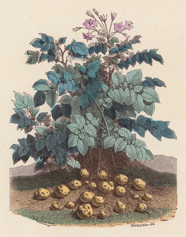 Potatisplanta (färgad gravyr) av French School