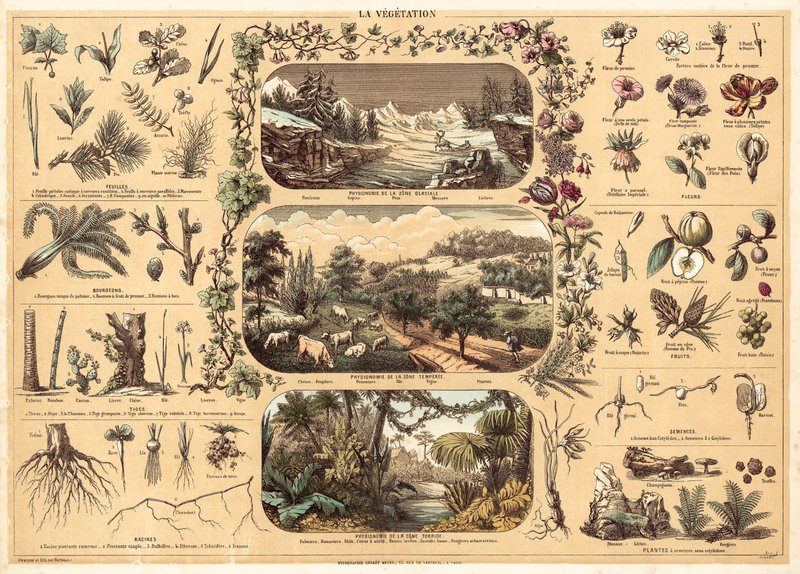 Vegetation (färg litho) av French School