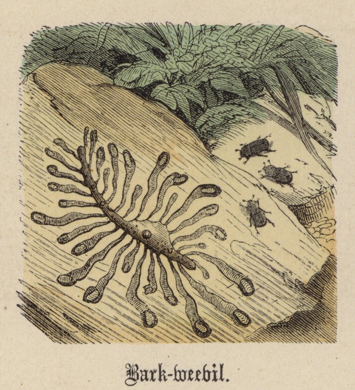 Bark-vivel (färgad gravyr) av Friedrich Specht