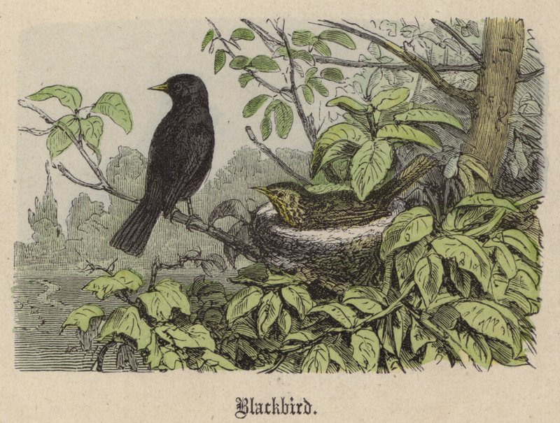 Koltrast (färgad gravyr) av Friedrich Specht