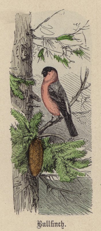 Domherre (färgad gravyr) av Friedrich Specht
