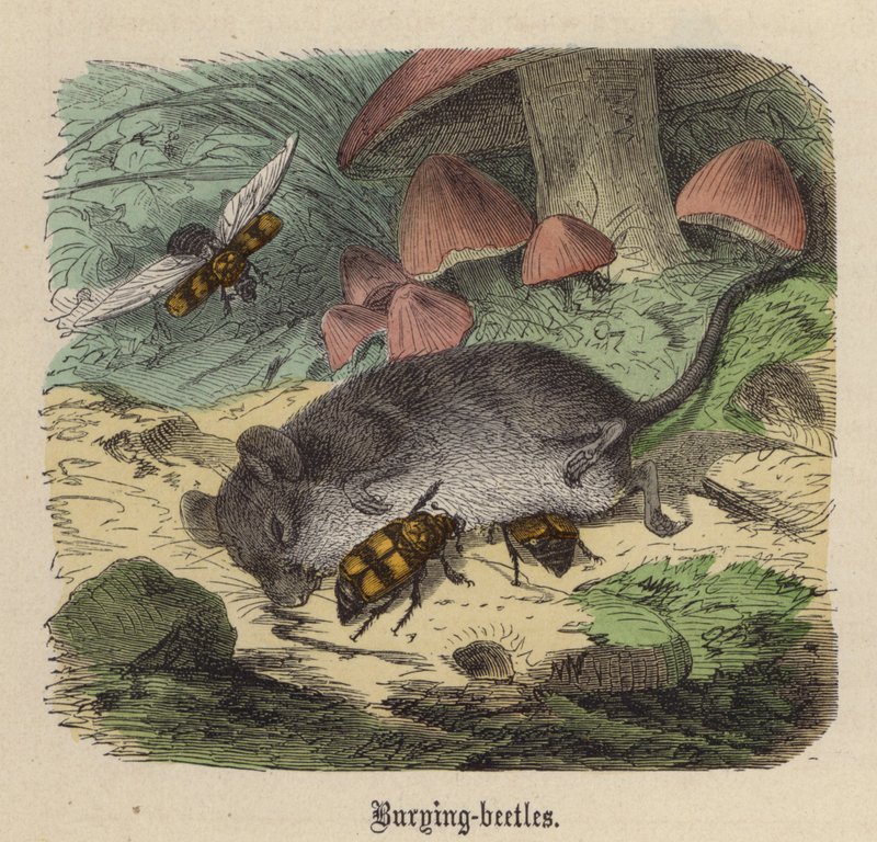 Begravningsbaggar (färgad gravyr) av Friedrich Specht