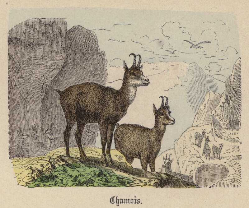 Gems (färgad gravyr) av Friedrich Specht