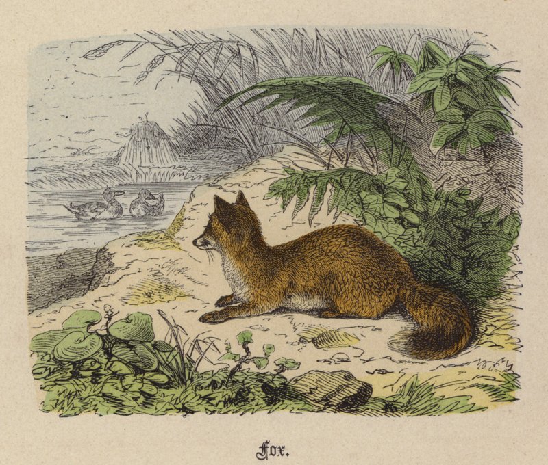 Fox (färgad gravyr) av Friedrich Specht