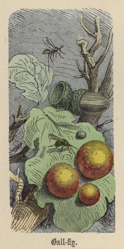 Gallfluga (färgad gravyr) av Friedrich Specht