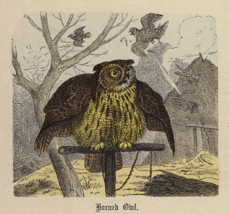 Hornuggla (färgad gravyr) av Friedrich Specht