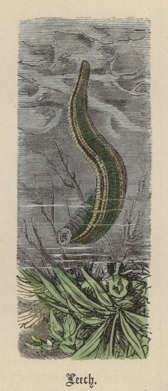 Leech (färgad gravyr) av Friedrich Specht