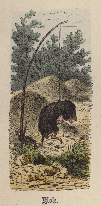 Mullvad (färgad gravyr) av Friedrich Specht