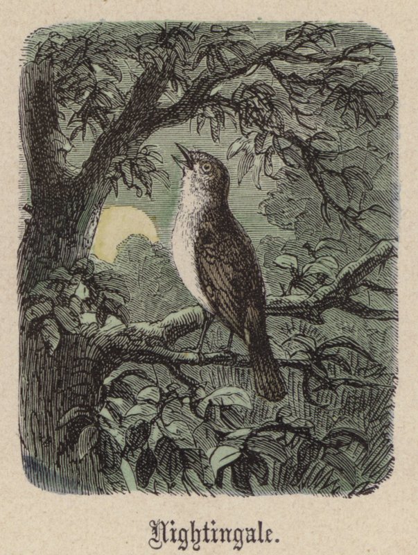 Nightingale (färgad gravyr) av Friedrich Specht