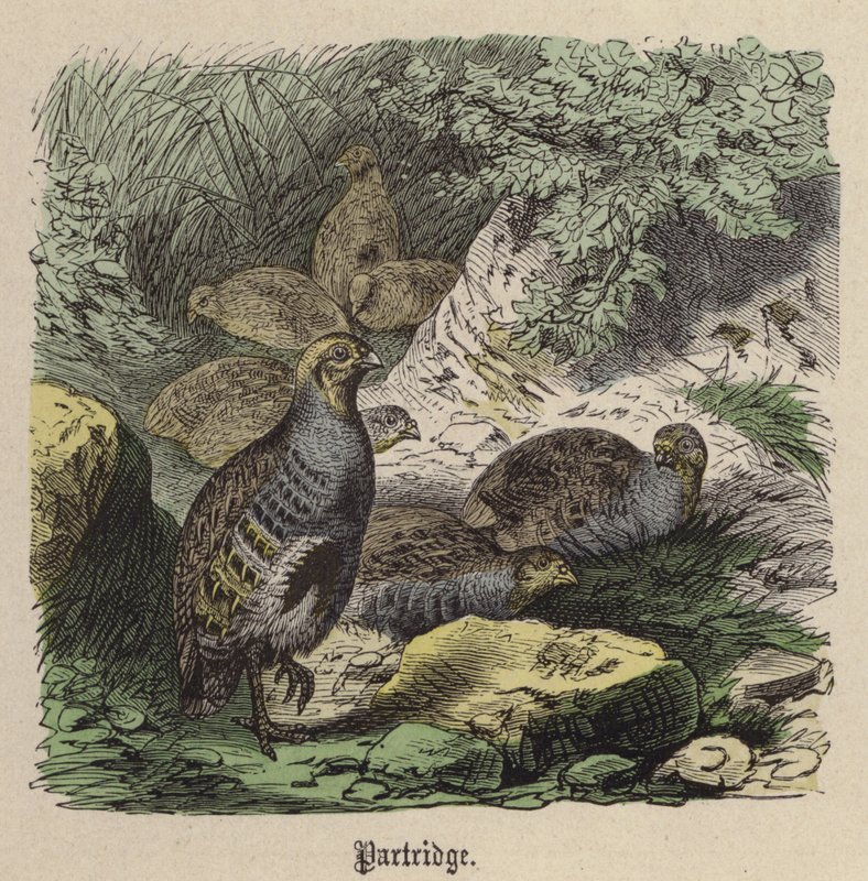 Rapphöna (färgad gravyr) av Friedrich Specht