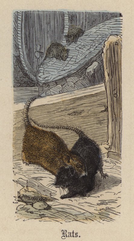 Råttor (färgad gravyr) av Friedrich Specht