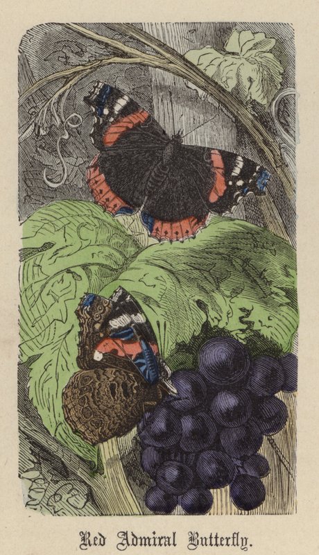 Röd amiralfjäril (färgad gravyr) av Friedrich Specht