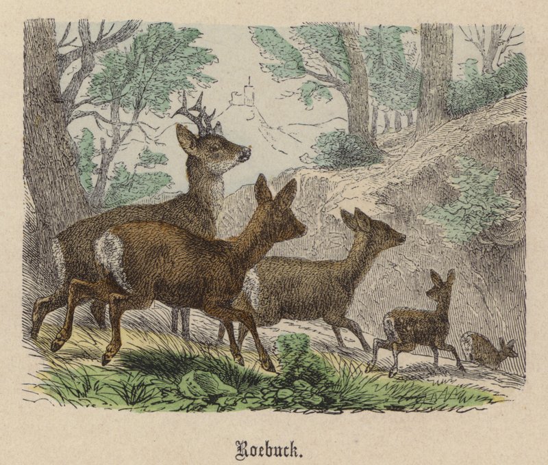 Råbock (färgad gravyr) av Friedrich Specht