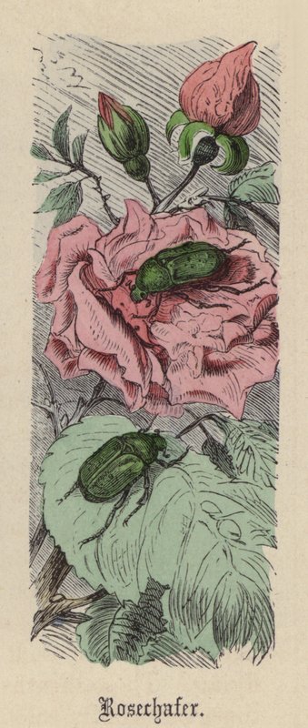 Rosechafer (färgad gravyr) av Friedrich Specht