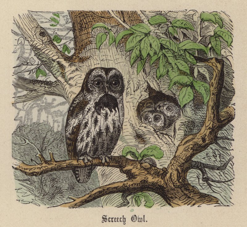 Screech Owl (färgad gravyr) av Friedrich Specht