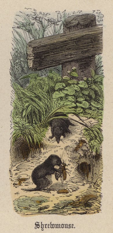 Shrewmouse (färgad gravyr) av Friedrich Specht