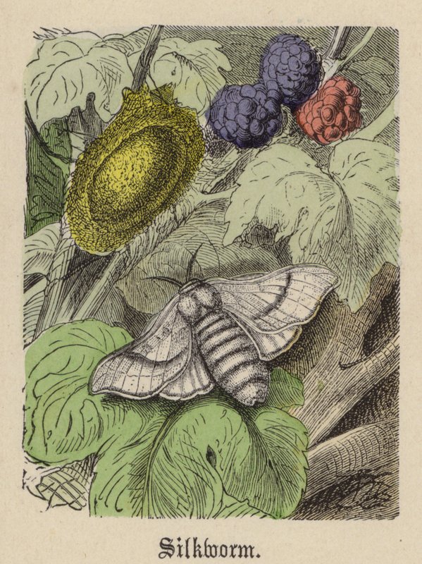 Silkesmask (färgad gravyr) av Friedrich Specht