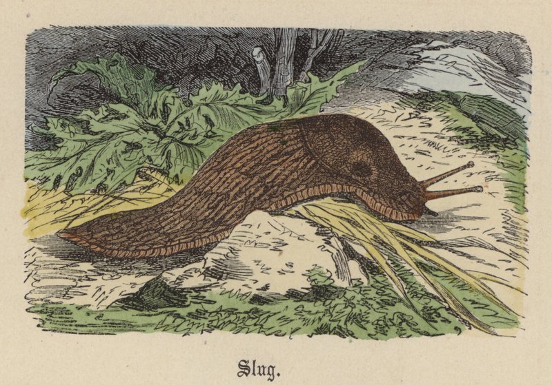 Snigel (färgad gravyr) av Friedrich Specht