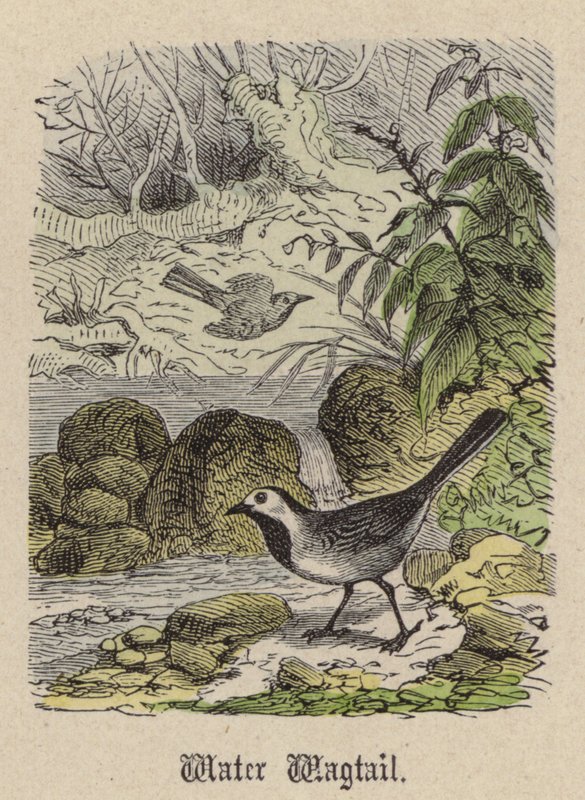 Vattenviksvans (färgad gravyr) av Friedrich Specht