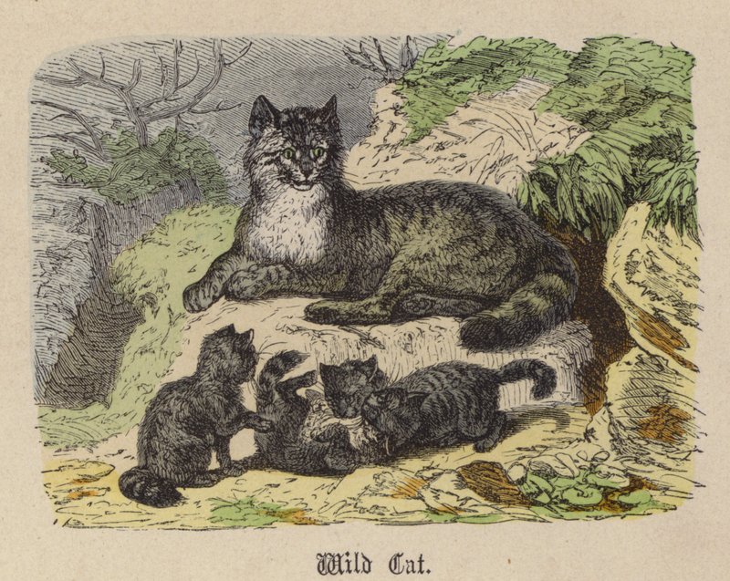Wild Cat (färgad gravyr) av Friedrich Specht