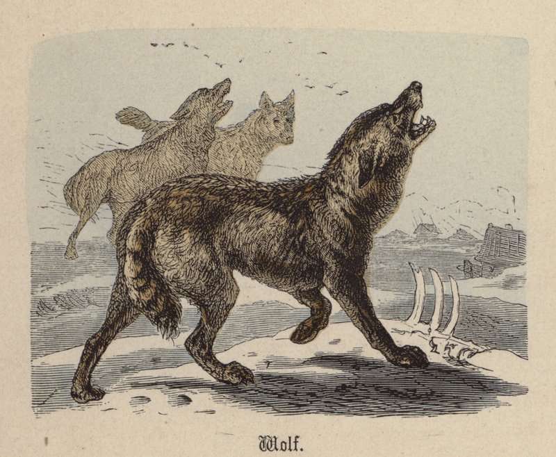Wolf (färgad gravyr) av Friedrich Specht