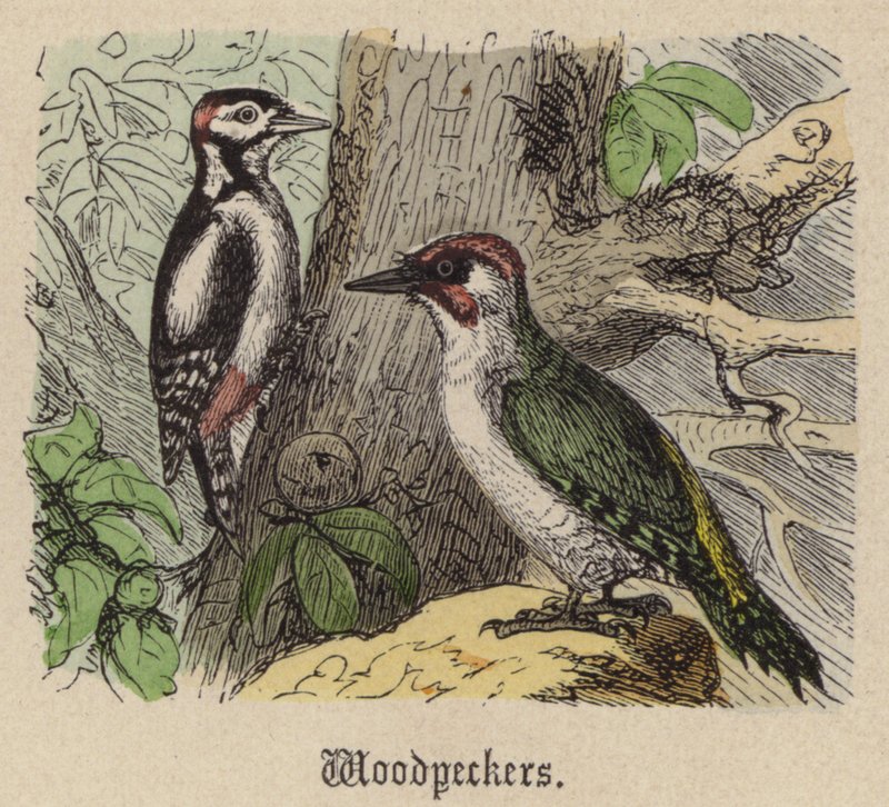 Hackspettar (färgad gravyr) av Friedrich Specht