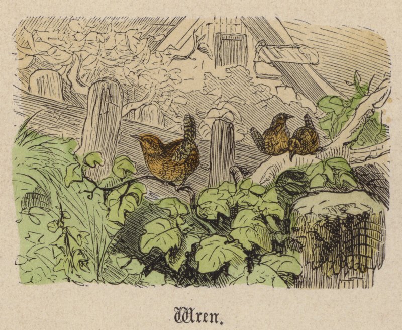 Wren (färgad gravyr) av Friedrich Specht