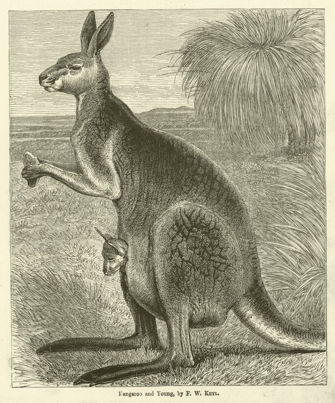 Kangaroo and Young (gravyr) av Friedrich Wilhelm Keyl