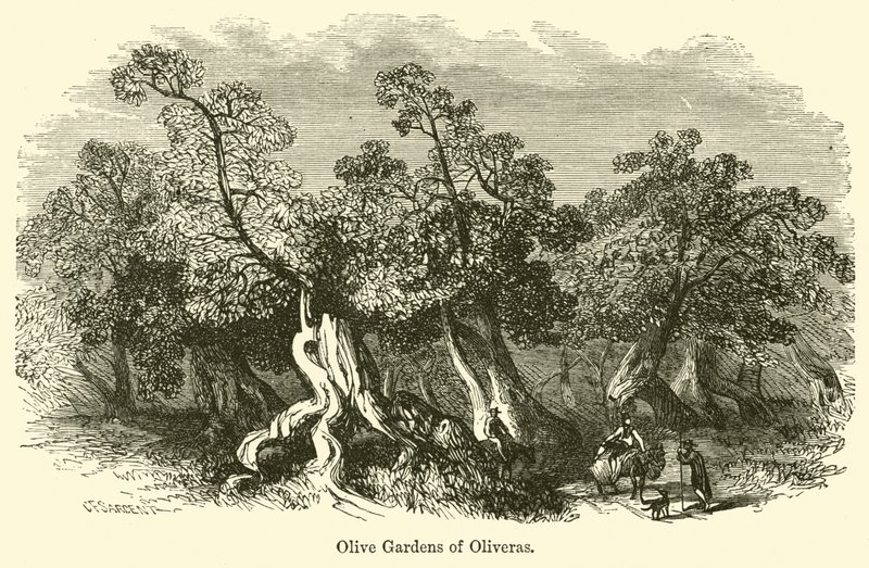 Olive Gardens of Oliveras av G. F. Sargent