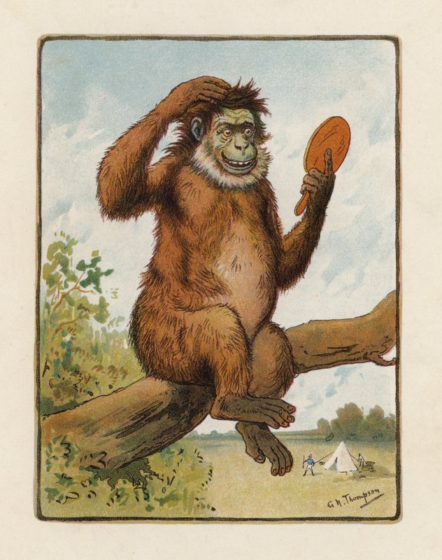 Apan (färglitografi) av George Henry Thompson