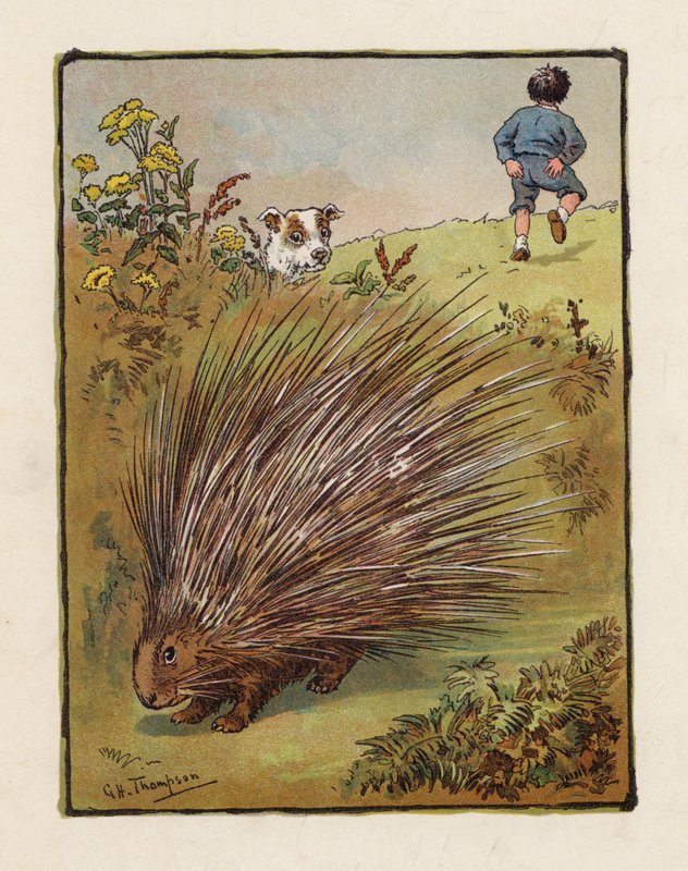 Piggsvinet (färglitografi) av George Henry Thompson