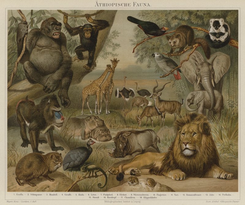 Afrikansk fauna av German School