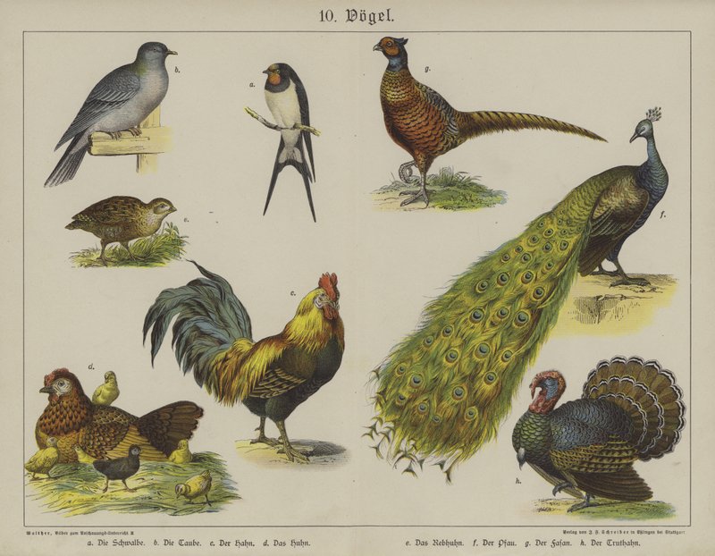 Djur (färg litho) av German School