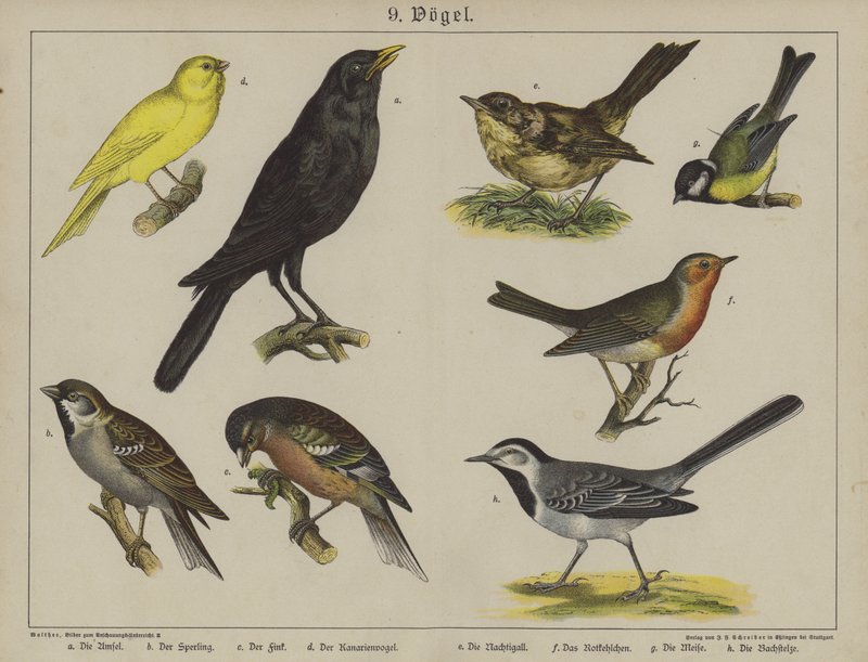 Djur (färg litho) av German School