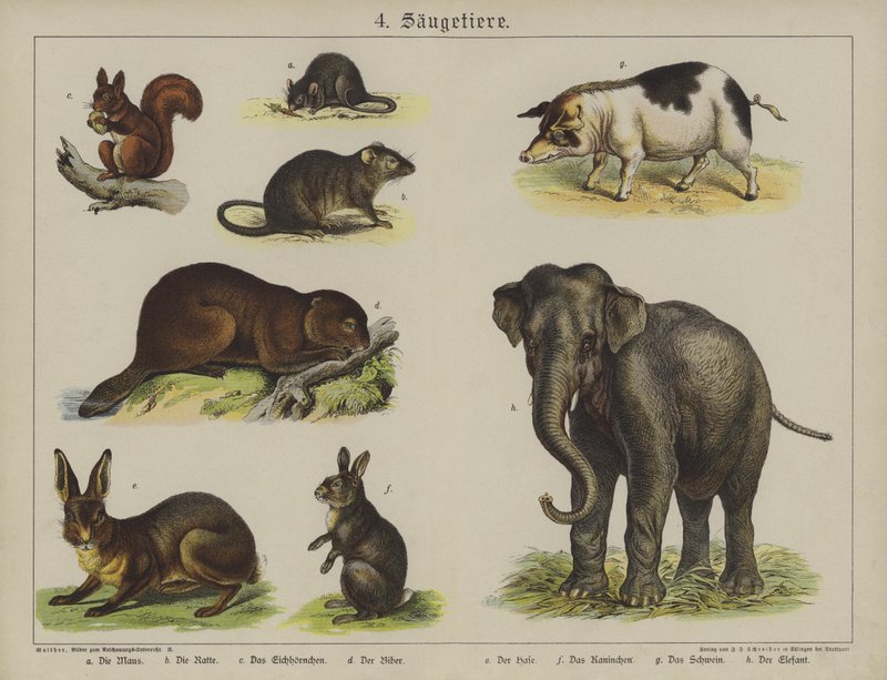Djur (färg litho) av German School