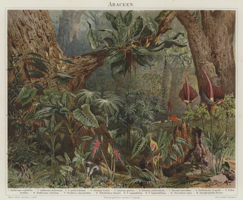 Araceae av German School