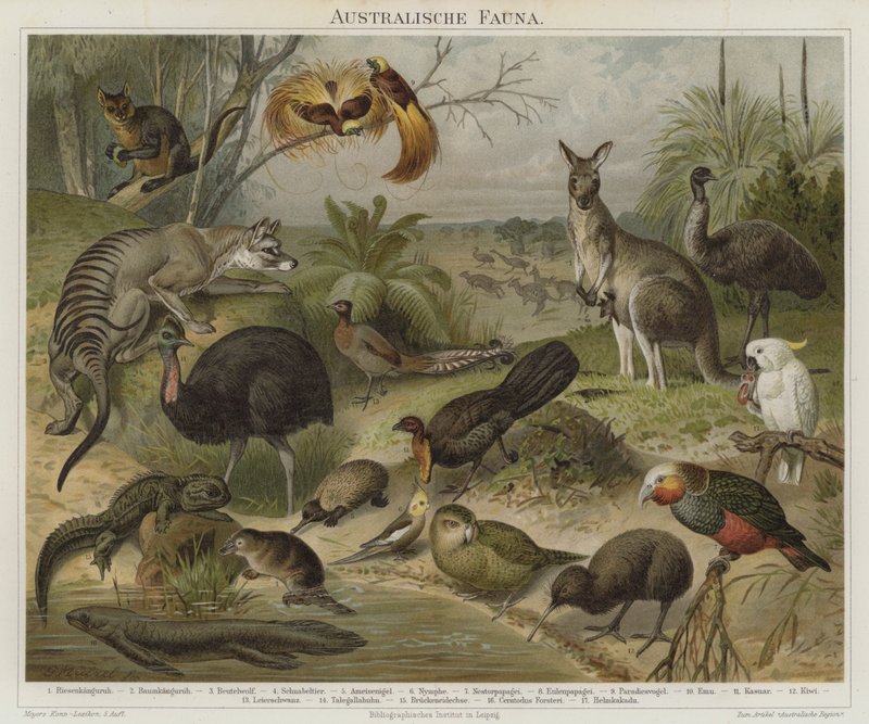 Australasisk fauna av German School