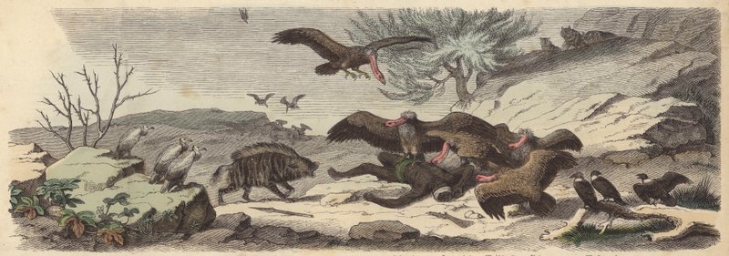 Slagfält i Sahara (färgad gravyr) av German School