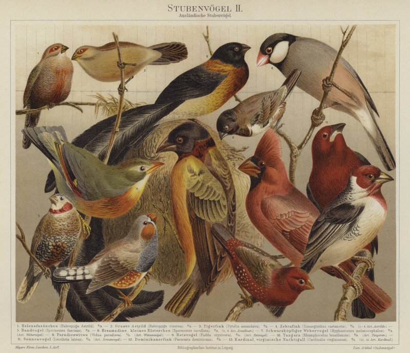 Fåglar (färg litho) av German School
