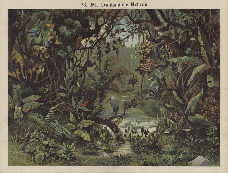 Brasiliansk regnskog (färg litho) av German School