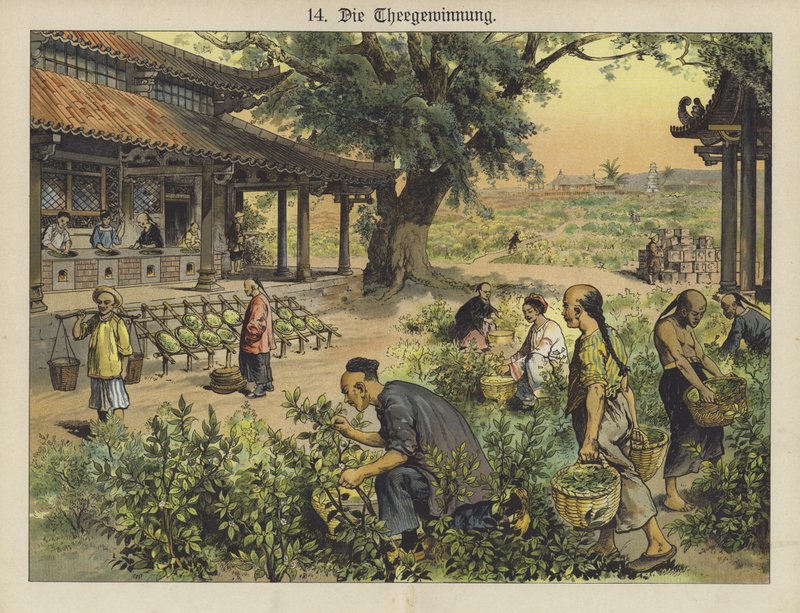Kinesisk teplantage (färg litho) av German School