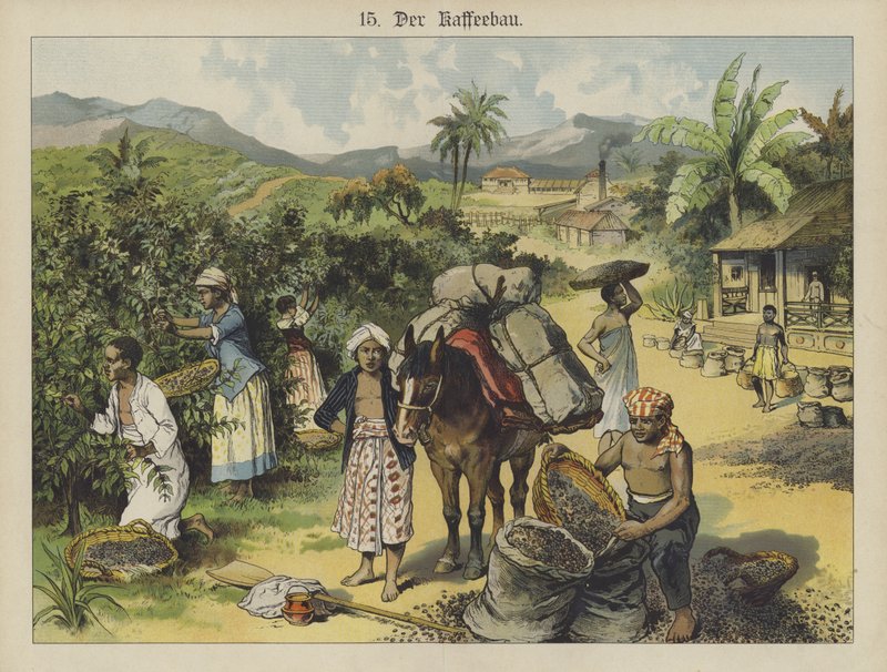 Kaffeplantage (färg litho) av German School
