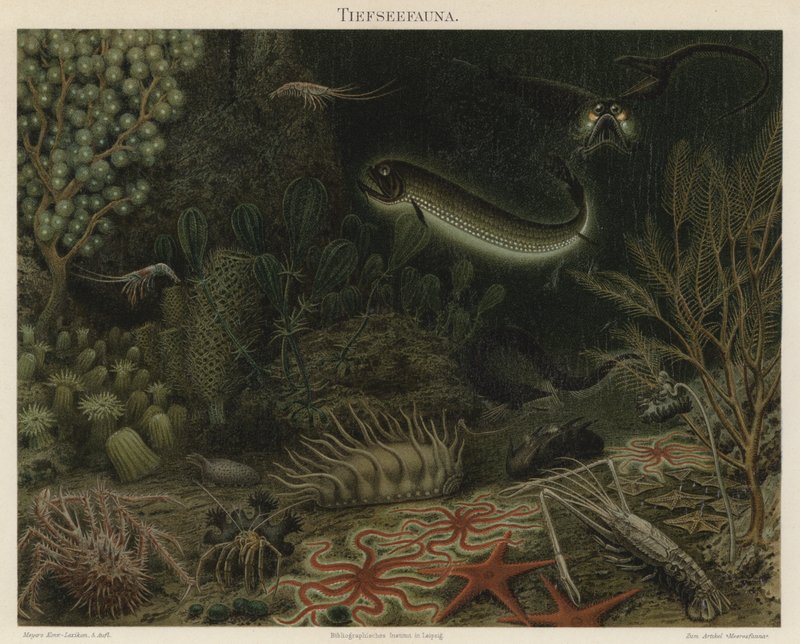 Djuphavsfauna (färg litho) av German School