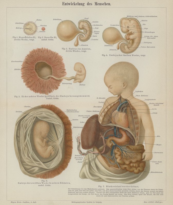Utveckling av ett mänskligt foster (färg litho) av German School