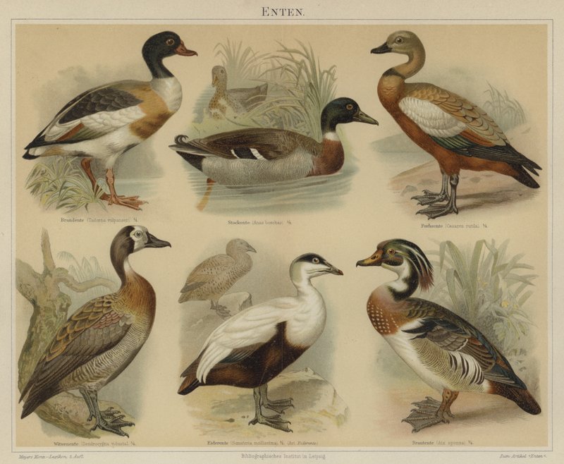Ankor (färg litho) av German School
