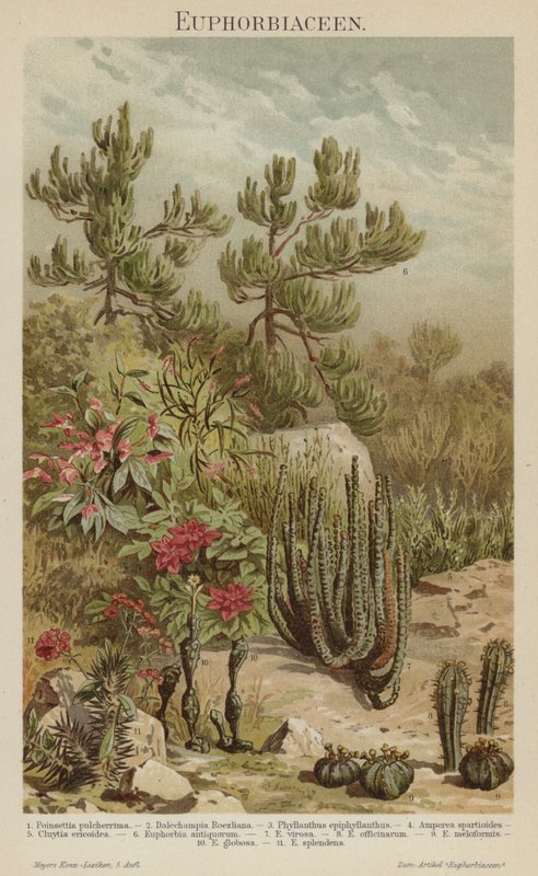 Euphorbias (färg litho) av German School